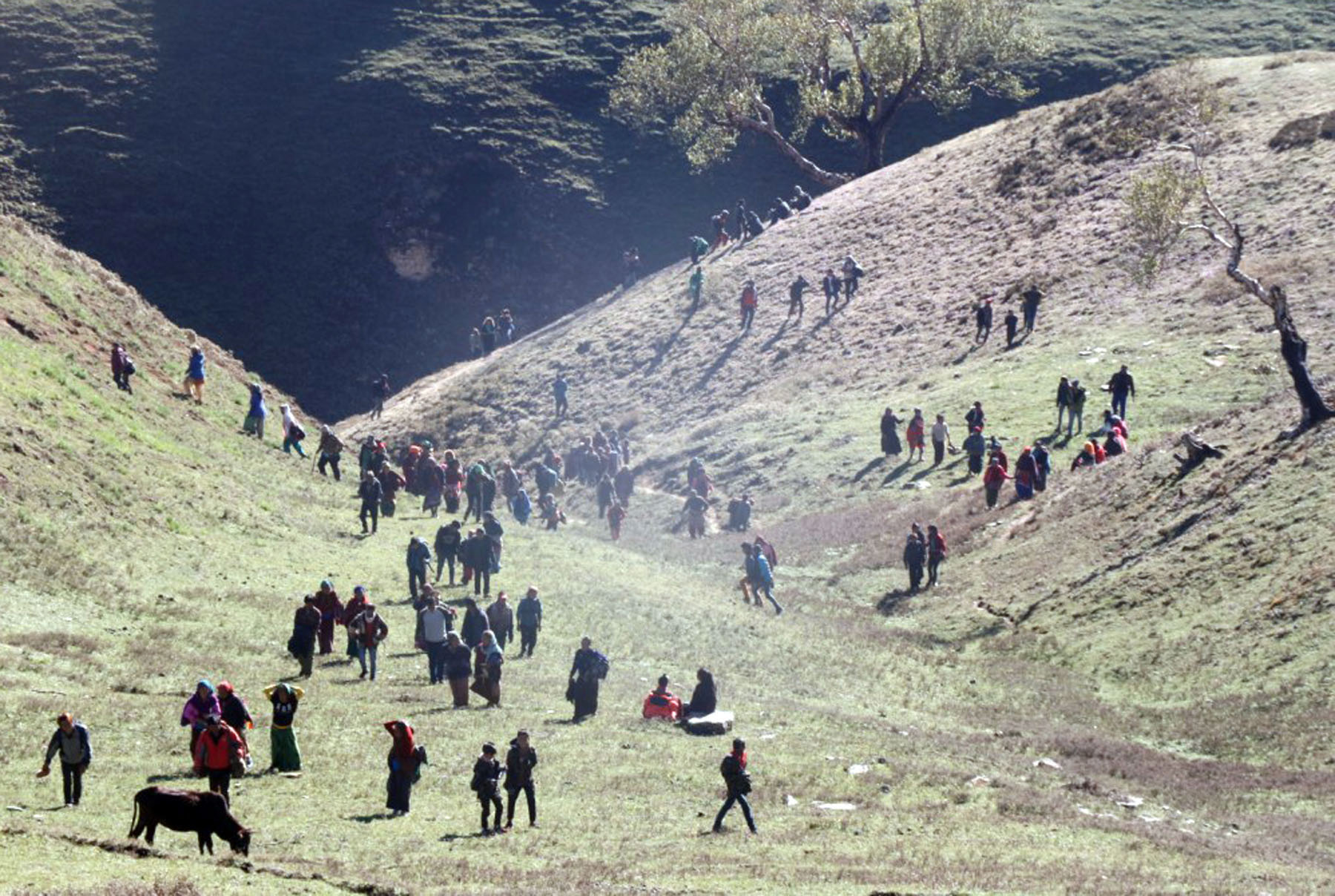 अपिहिमालमा यार्सागुम्बा सङ्कलक वेपत्ता